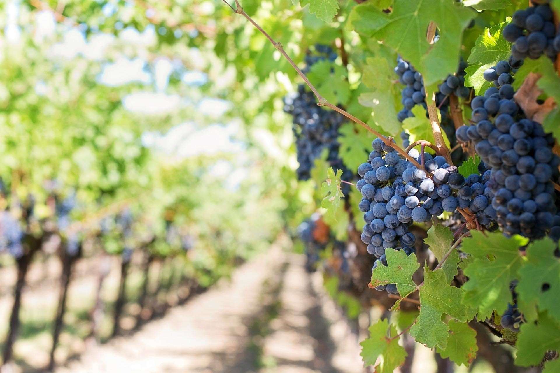 The humble grape has spawned a major industry which shows no sign of slowing in the county