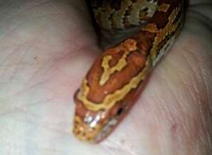The corn snake found in the couple's bedroom in Chatham