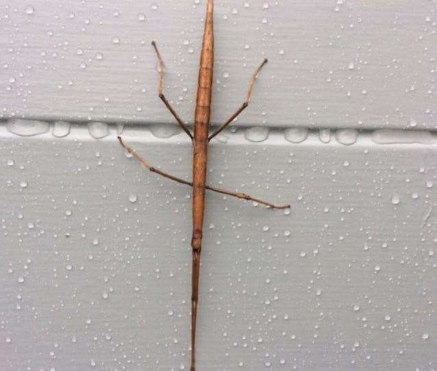 The stick insect found in Whitstable. Picture: Anne Fisher
