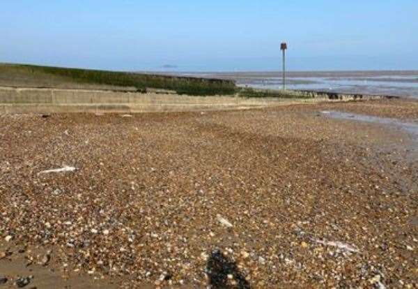 Dozens of dead dogfish have been found on Herne Bay beach. Picture: Peter Langdown