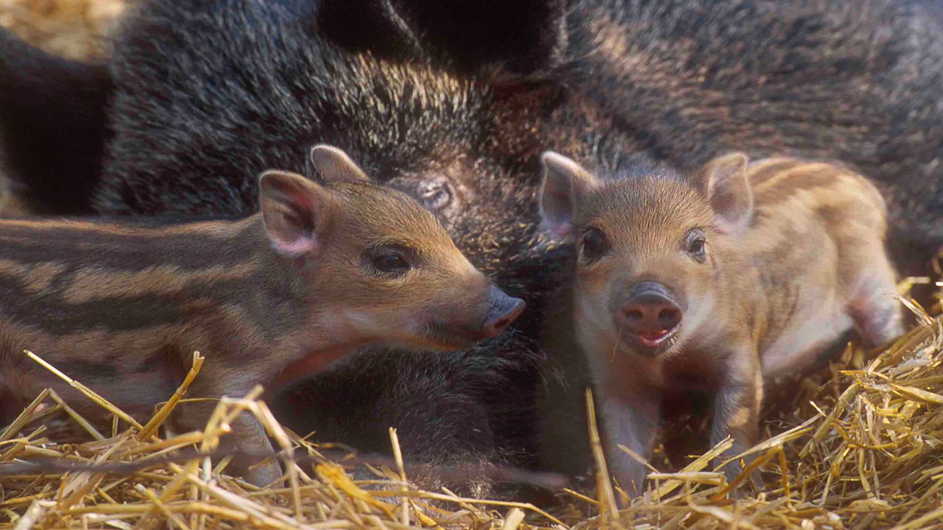 Wild boar piglets born at Wildwood, near Herne Bay. Picture: Peter Smith