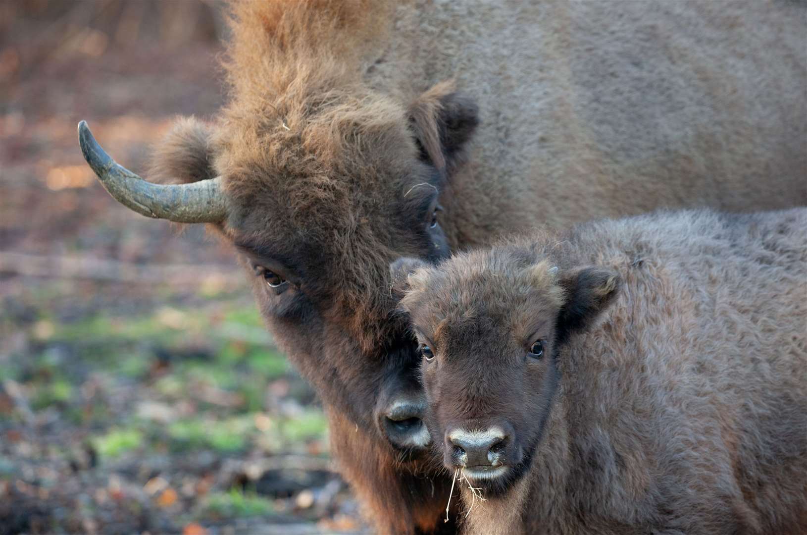 A bison calf was discovered in the herd at Blean in September last year