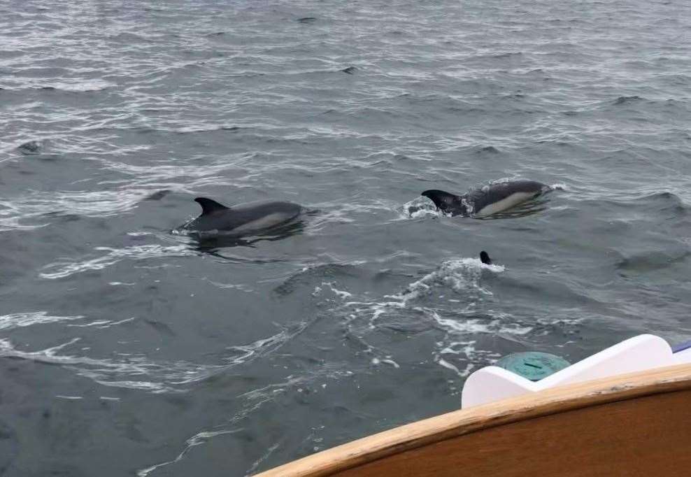 The dolphins were spotted off the coast at Seasalter