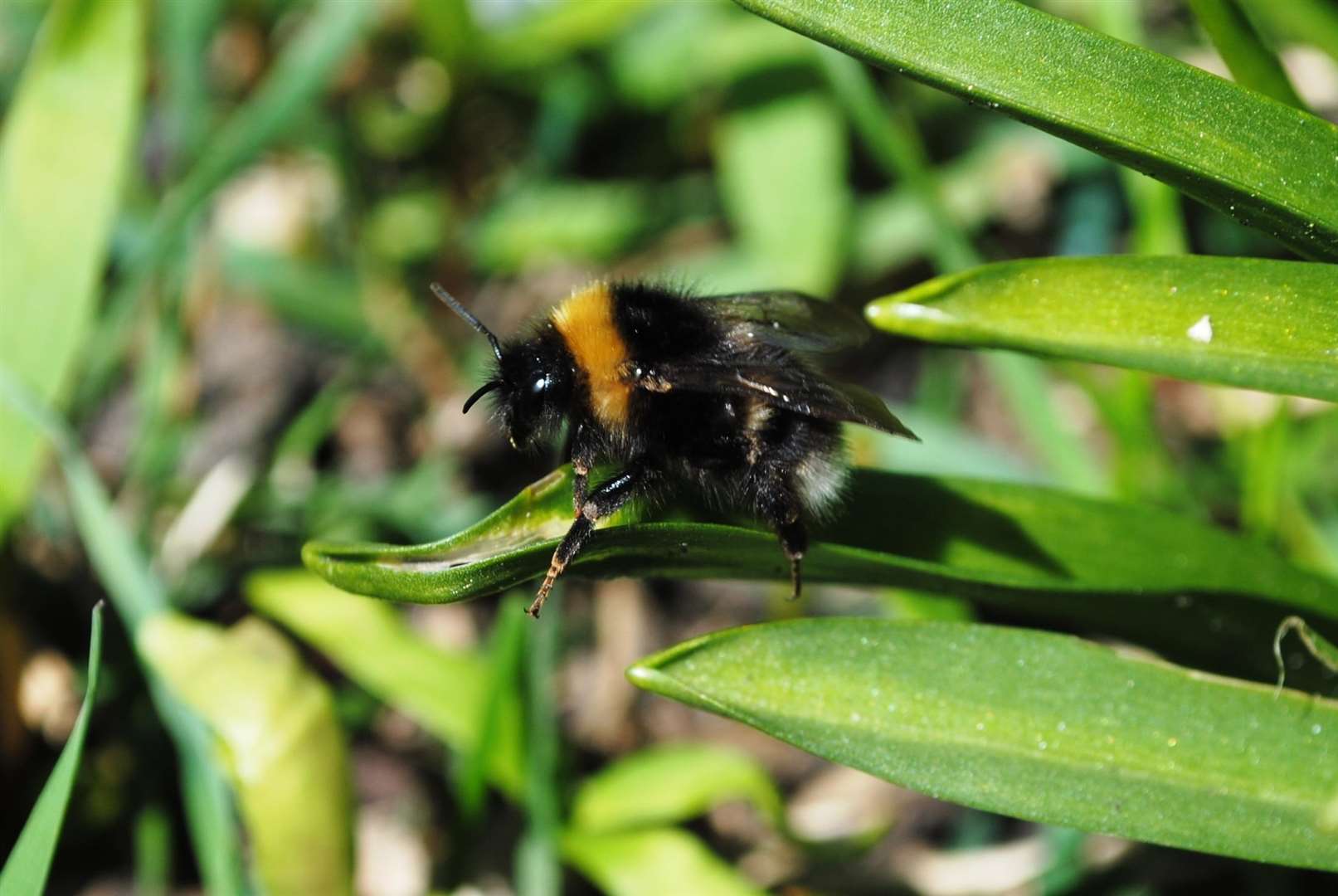 The exact reasons for Kent's unusually high rare bumblebee population are unknown