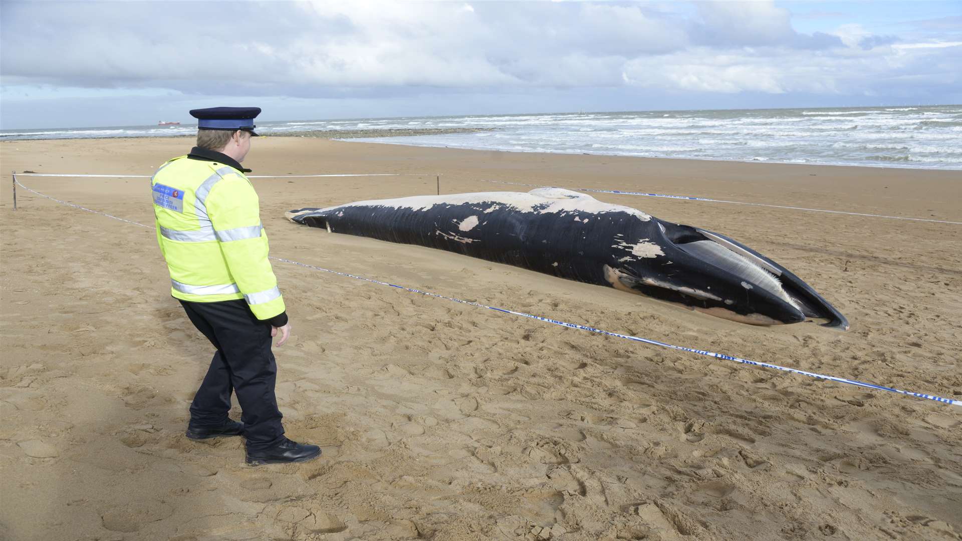 Police guarding the whale. Picture: Chris Davey.