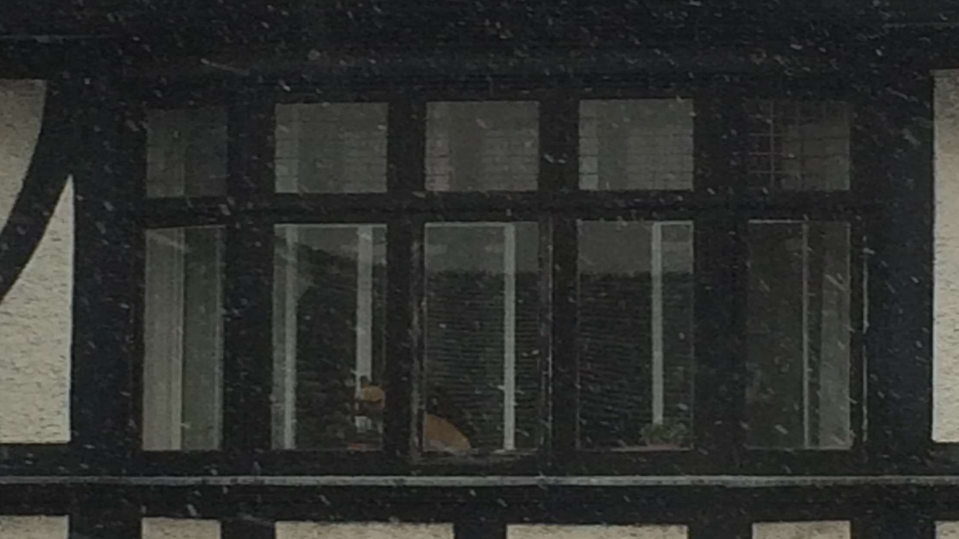 The KM reporters spotted this dog watching the snow in a building opposite our office.