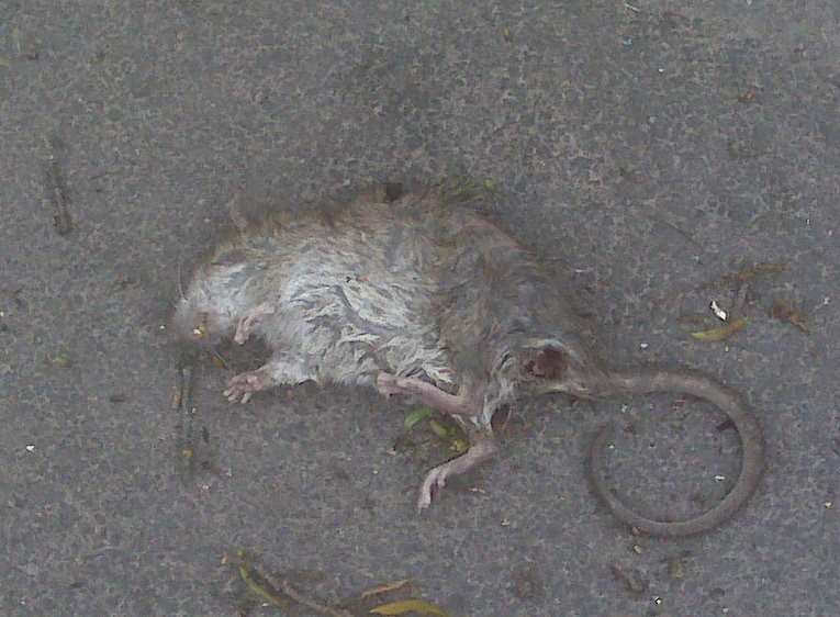 Residents say contractors don't take away dead rats