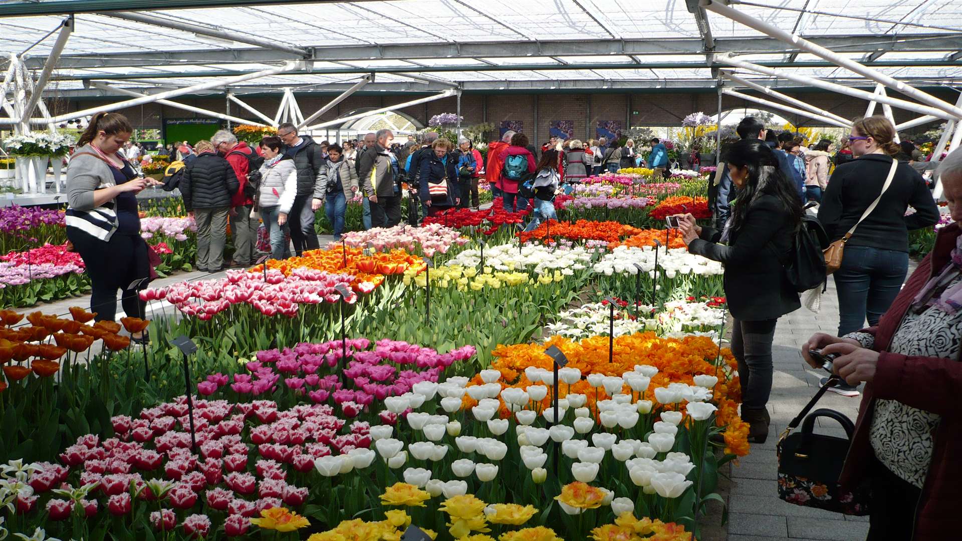 The world-famous Keukenhof flower festival has more than seven million tulips, daffodils and hyacinths on show between March and May