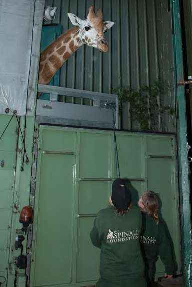 Staff at Port Lympne, near Hythe, welcome Valentino the giraffe