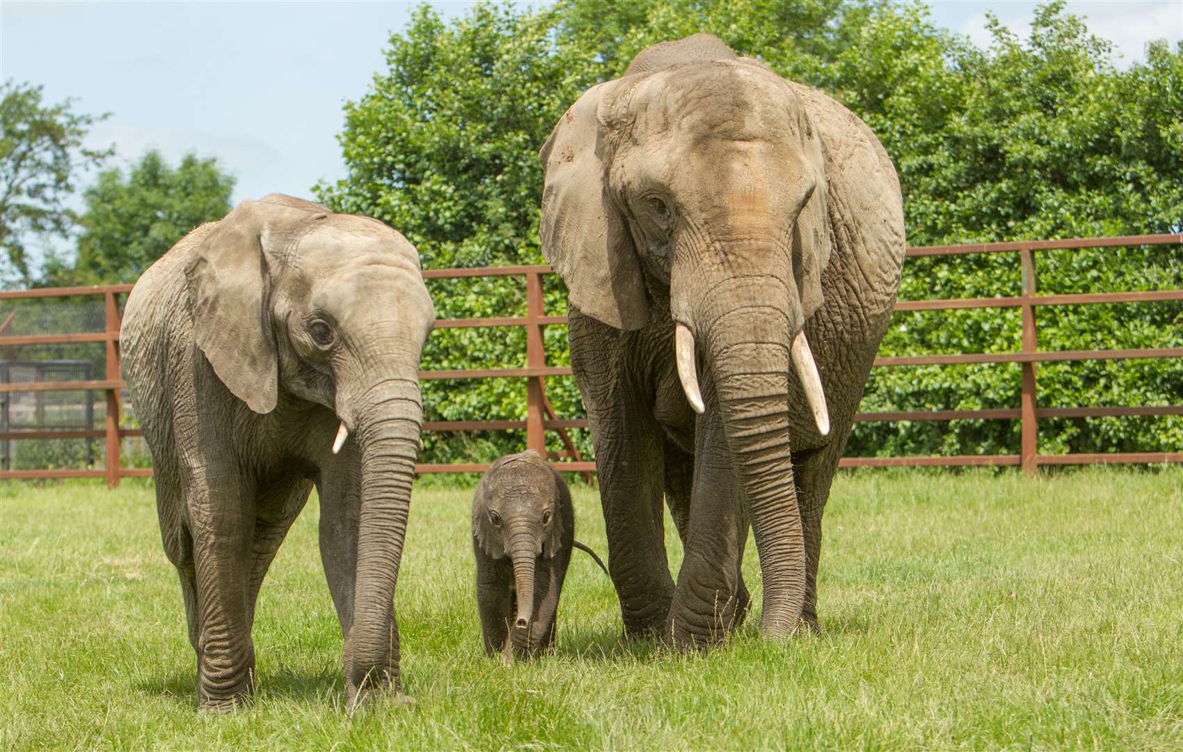 Explore the 90-acre wildlife park at Howletts with the Mums Go Free offer. Picture: Aspinall Foundation
