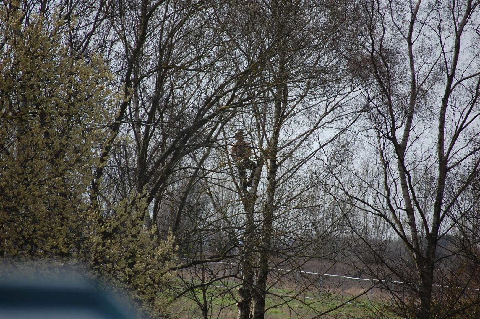 Tree felling at the Hermitage Park site