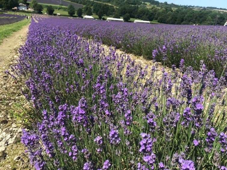 Bees love the lavender