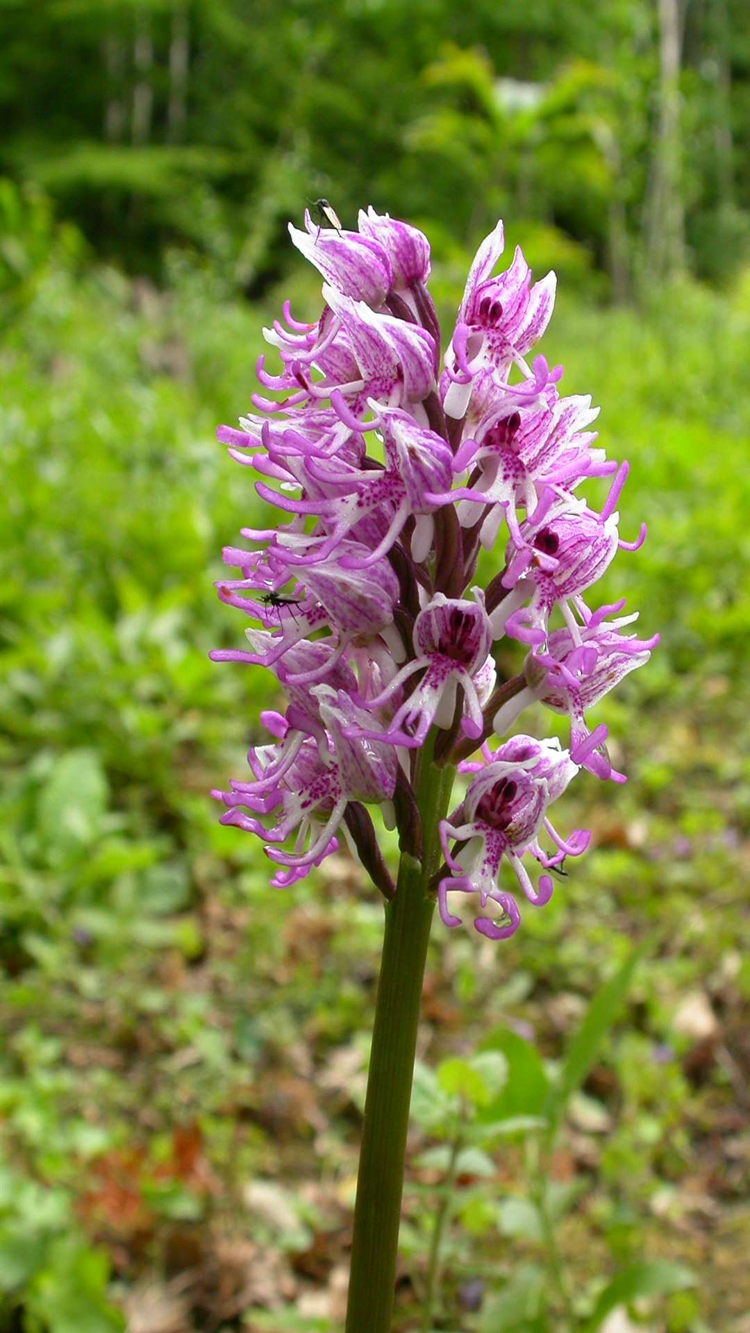 A monkey orchid. Picture: Kent Wildlife Trust