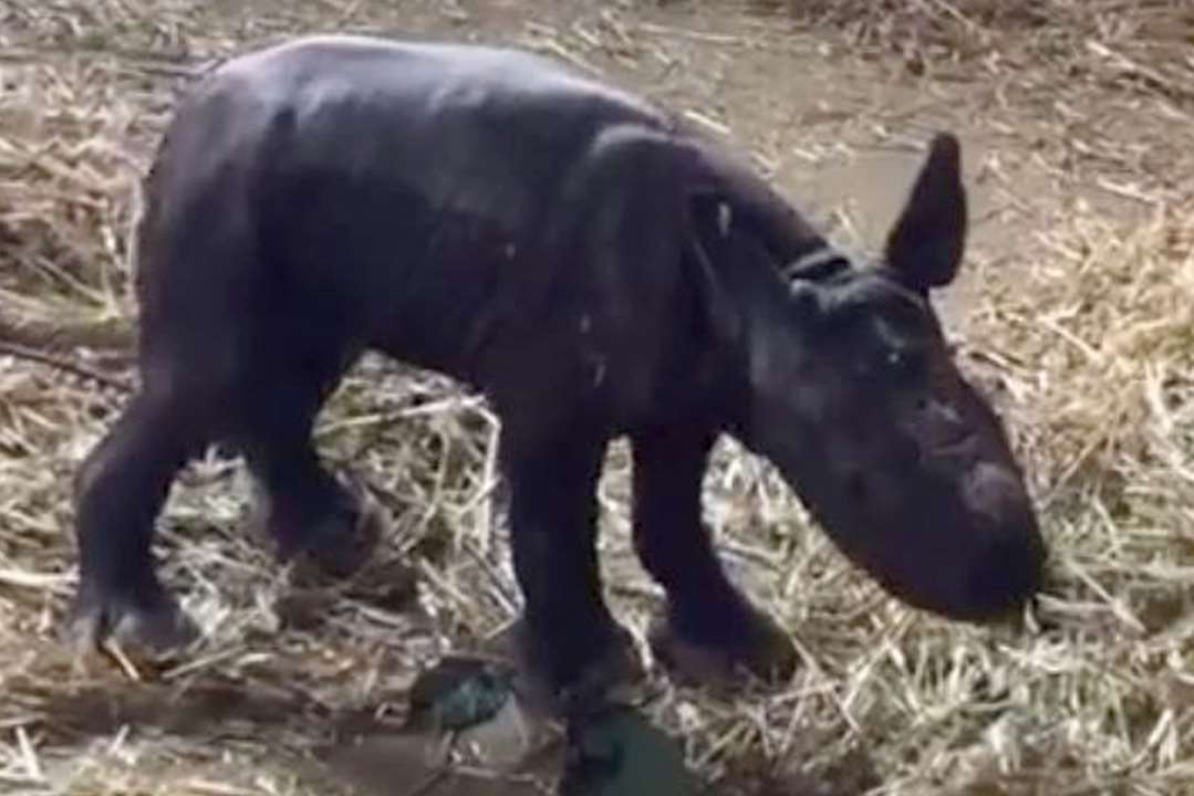 Howletts celebrates the birth of a baby black rhino