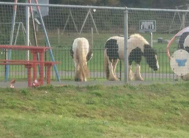 The horses in the park at the bottom of Dover Hill in Folkestone. Picture: Julie Suckling