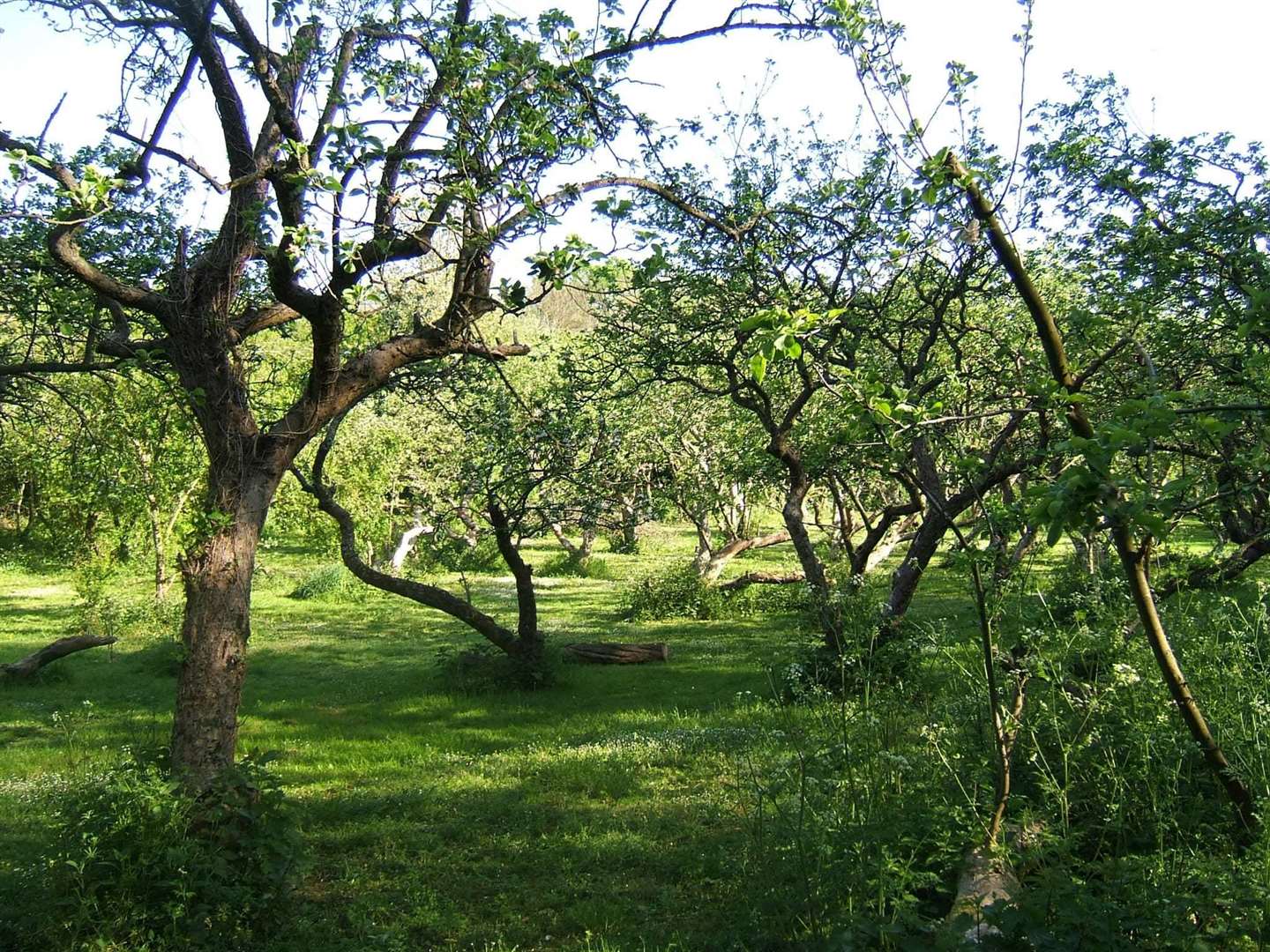 The apple orchard in New Ash Green. Picture: The Woodlands Group