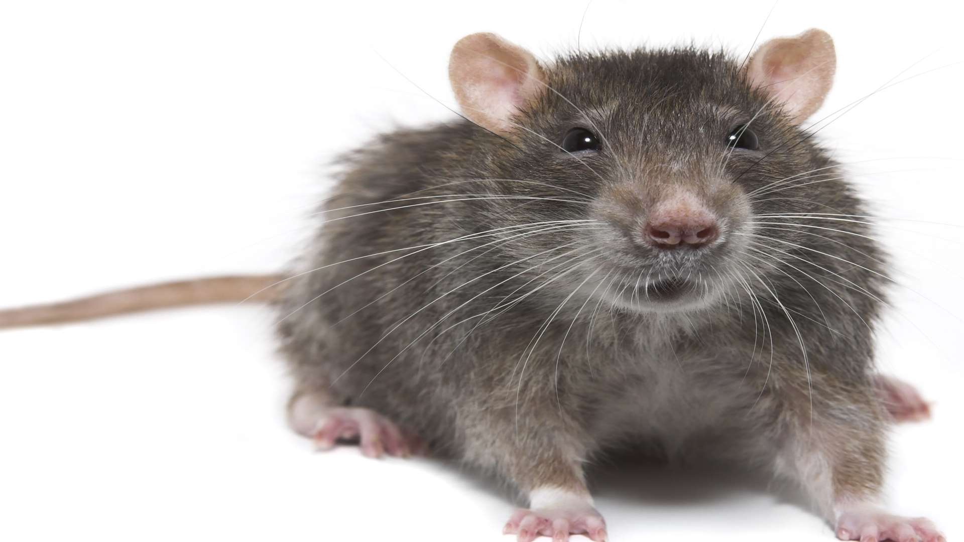 A rat was spotted in the cafe. Picture: Thinkstock
