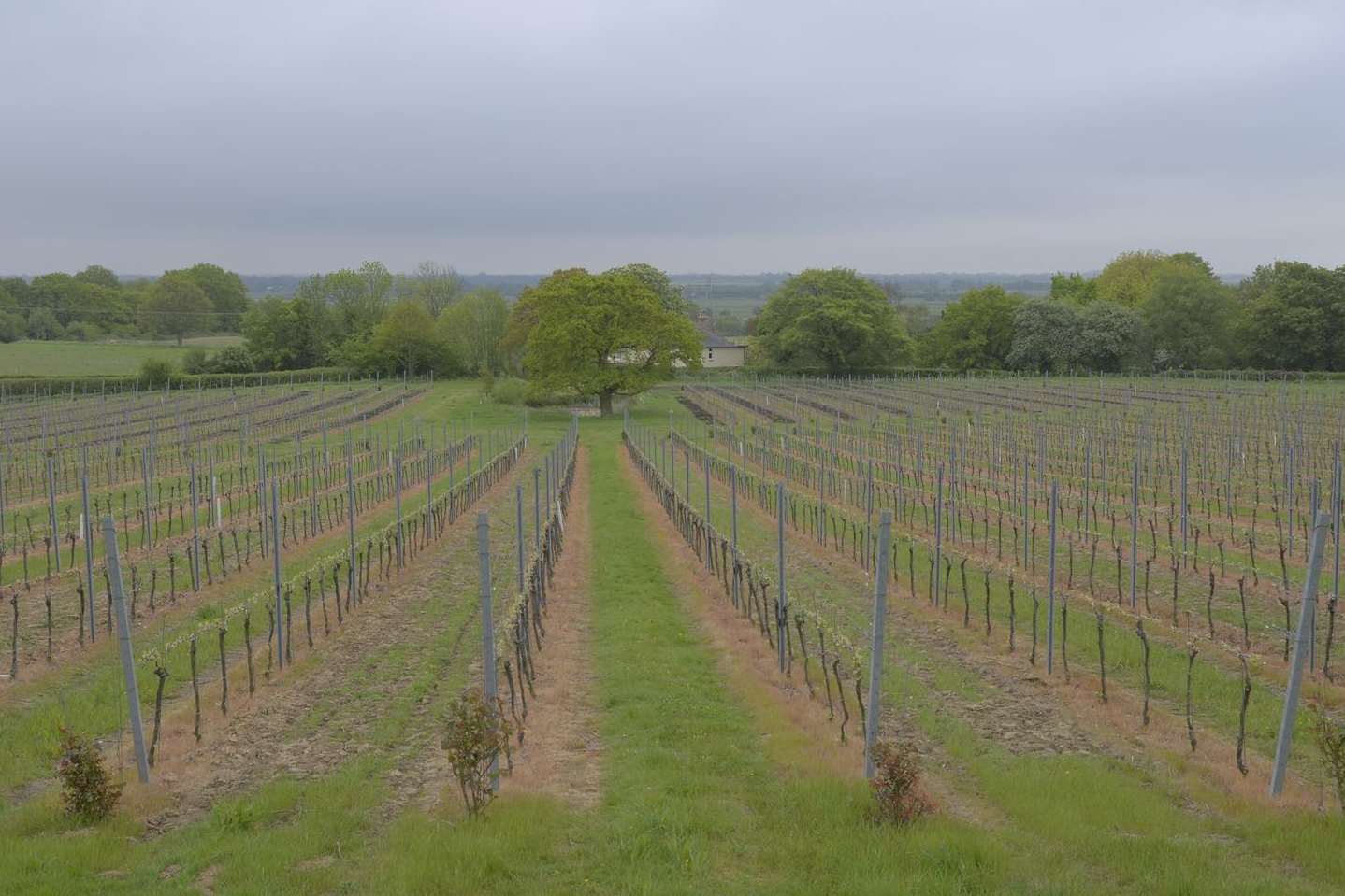 Gusbourne vineyard has planted another 50 acres of vines this year