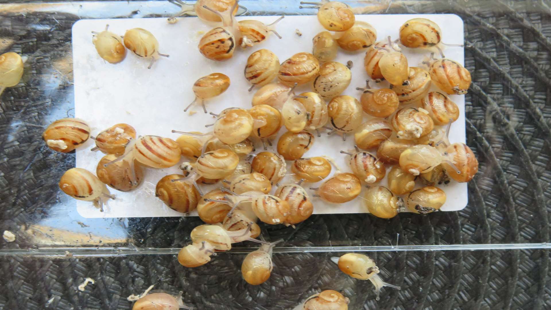 Baby snails destined for the dinner table