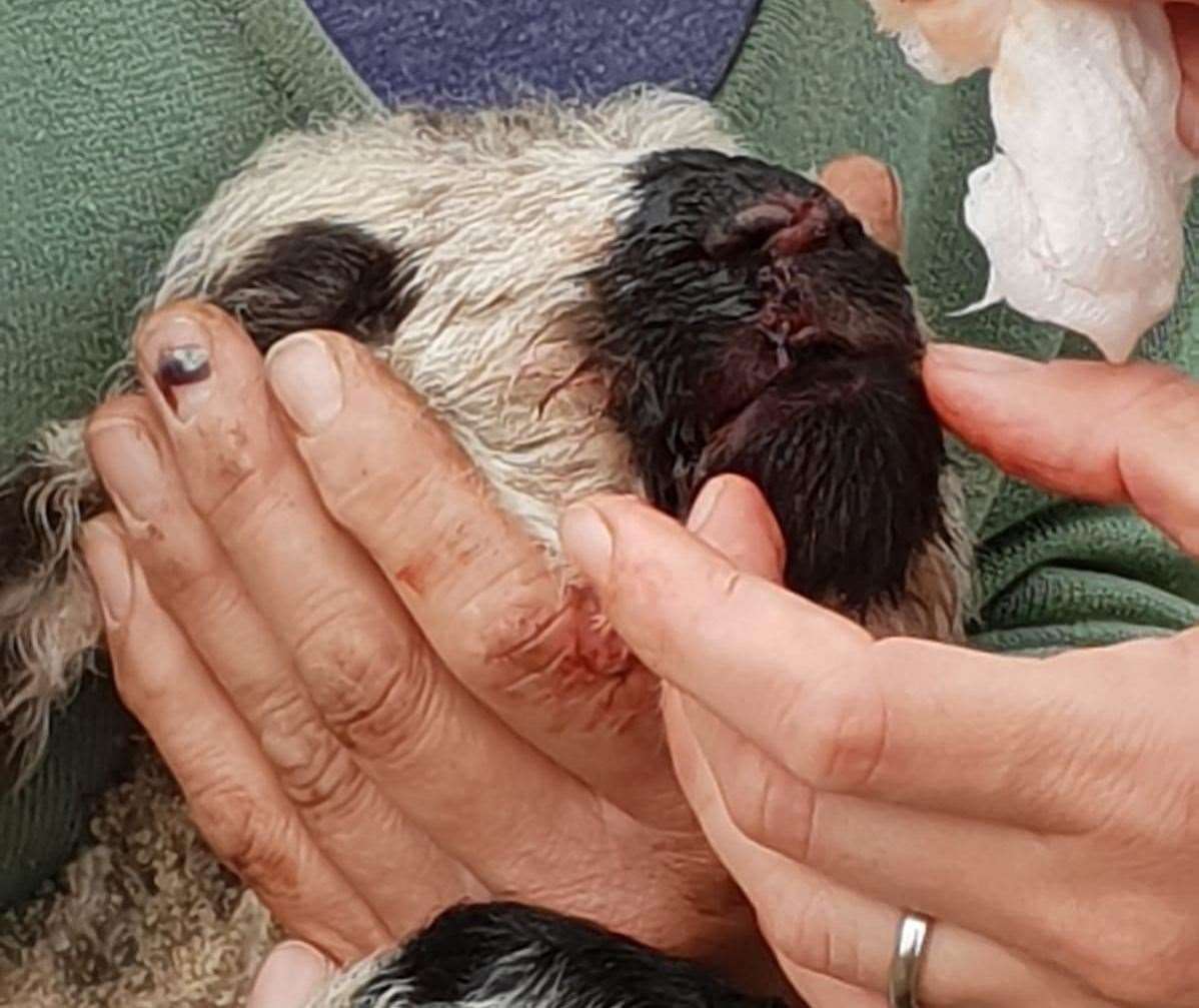 Lizzie Offens rescued a lamb from death's door after crows pecked at its mouth
