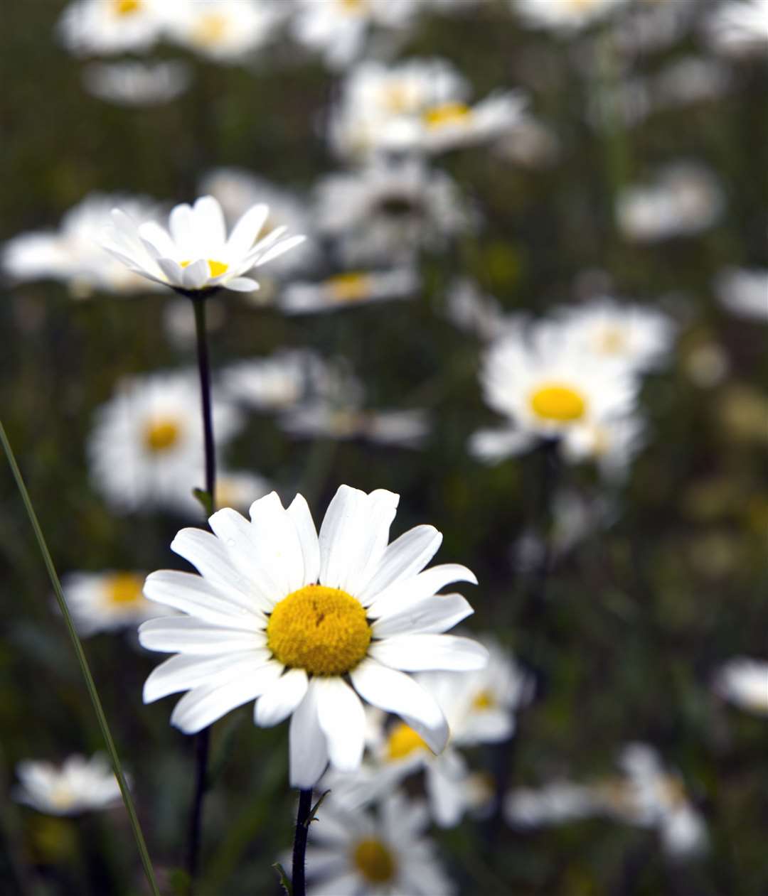 Oxeye daisies in June Picture: National Trust Images/John Miller
