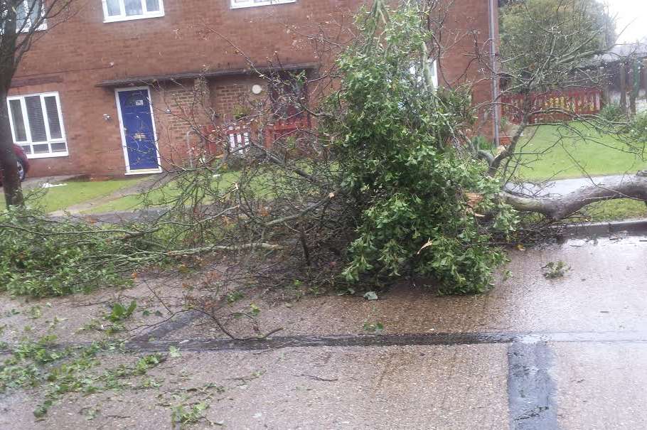 The weather sent trees crashing down in Leander Road, Warren Wood