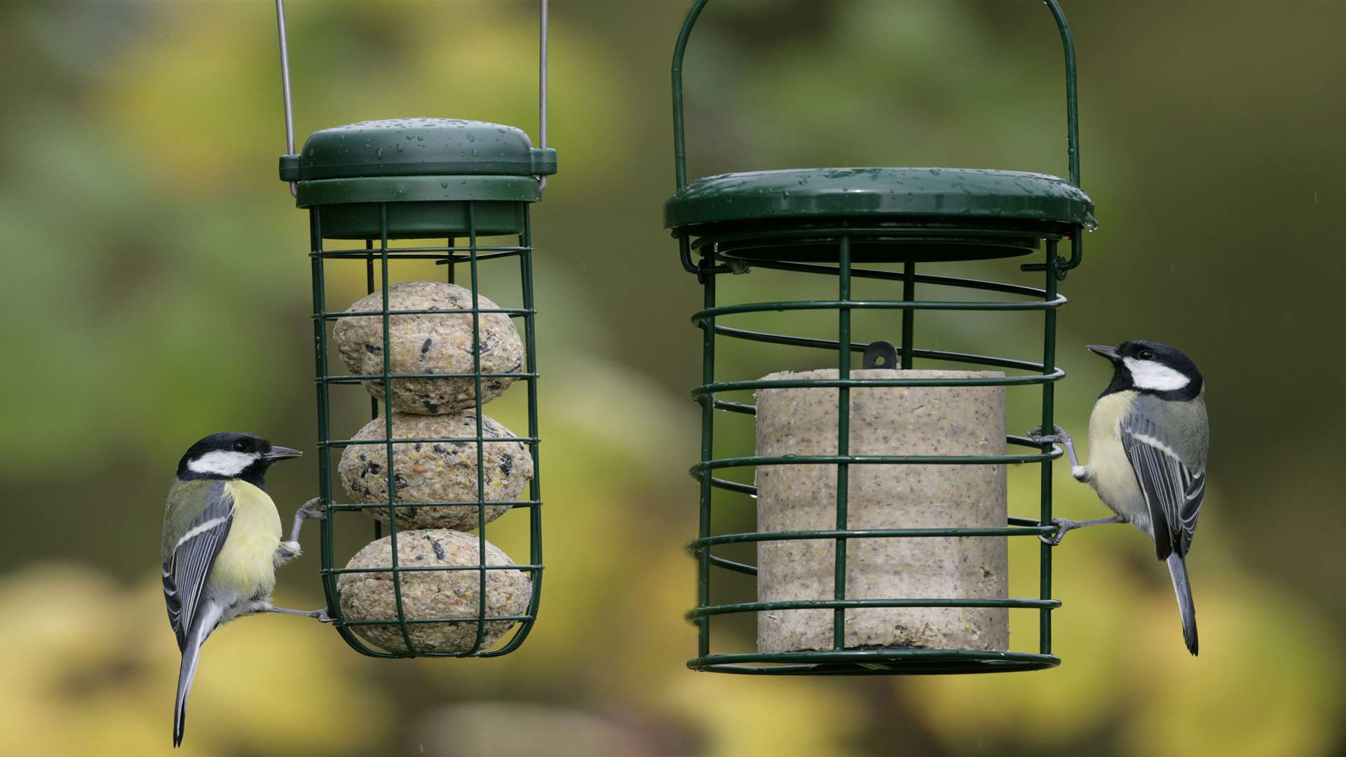 Will you see a blue tit this weekend?