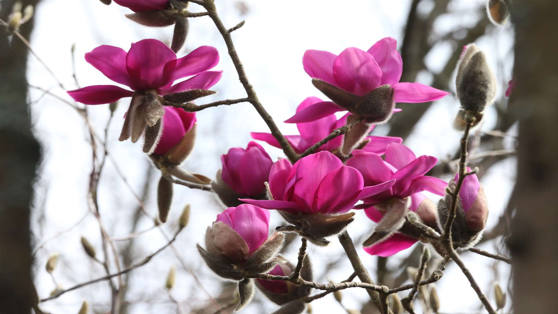 New magnolia hybrid Kevin Hughes will be planted at Great Comp Gardens' Spring Fling