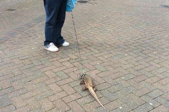Gina Fernandez takes her lizard for a walk
