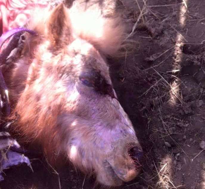 Taffee the Shetland pony was beaten to death with a brick