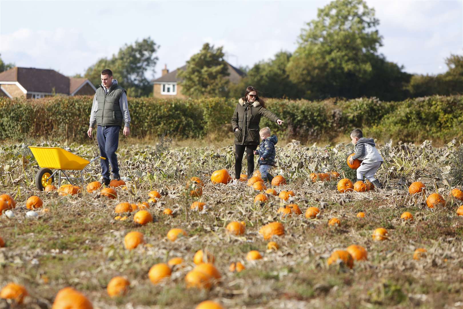It's picking time at Pumpkin Moon, near Maidstone