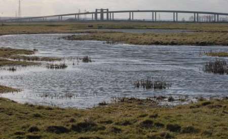 Elmley Marshes have seen a big drop in bird numbers