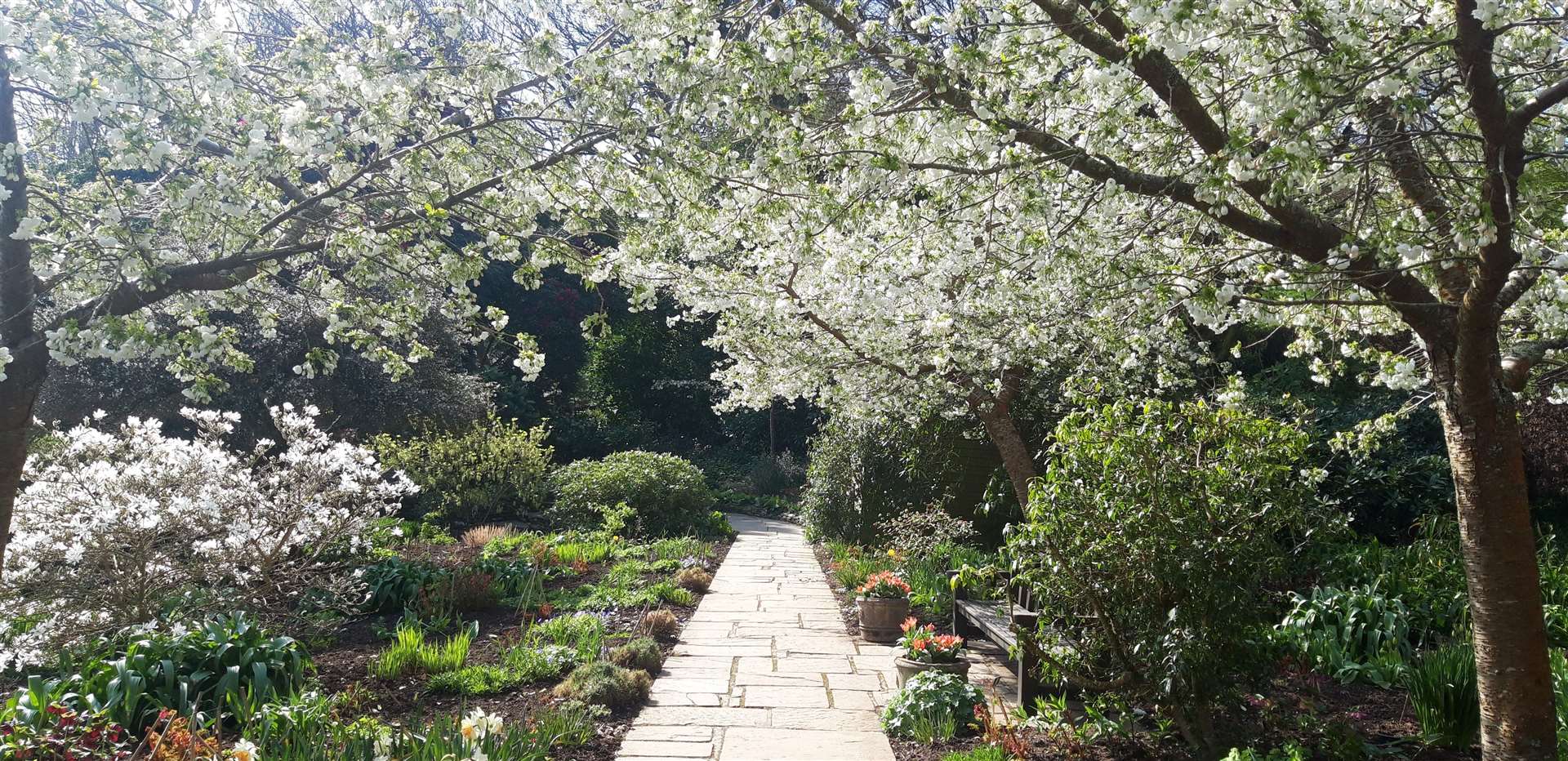 Blossom is coming out across Kent Picture: National Trust/Daniel Smith