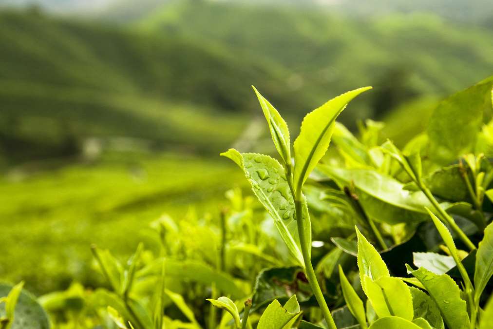 Camellia has tea plantations in India, Kenya and Bangladesh
