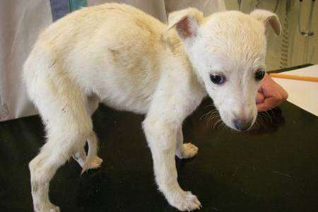 One of the lurcher-type puppies neglected by Gravesend couple Graham Gibbons and Fallon Poole