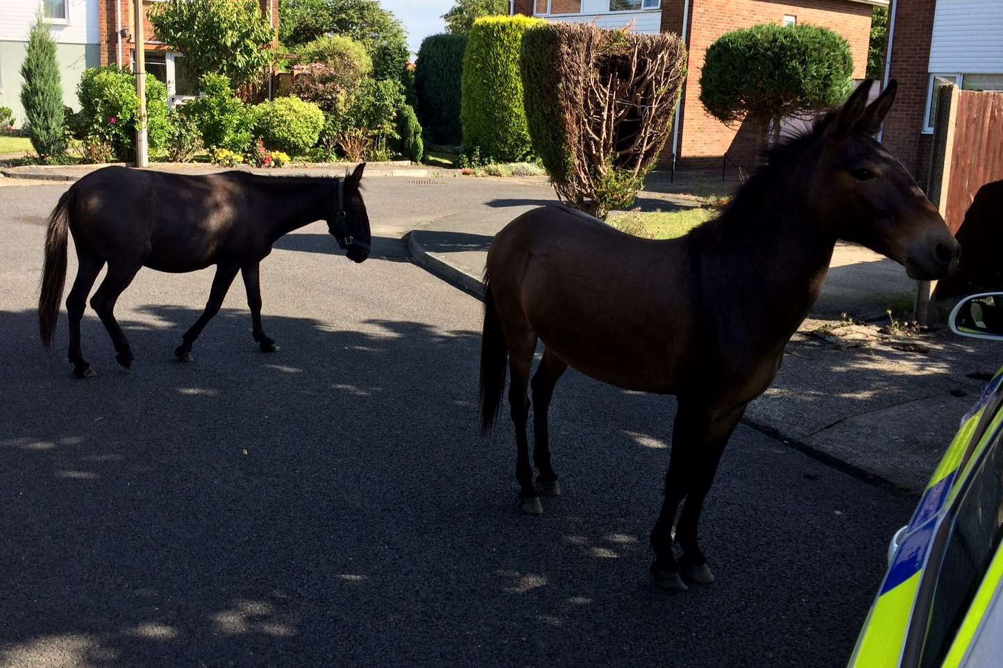 This pair of horses are being penned in by a police car and wheelie bins in Nacholt Close, Whitstable