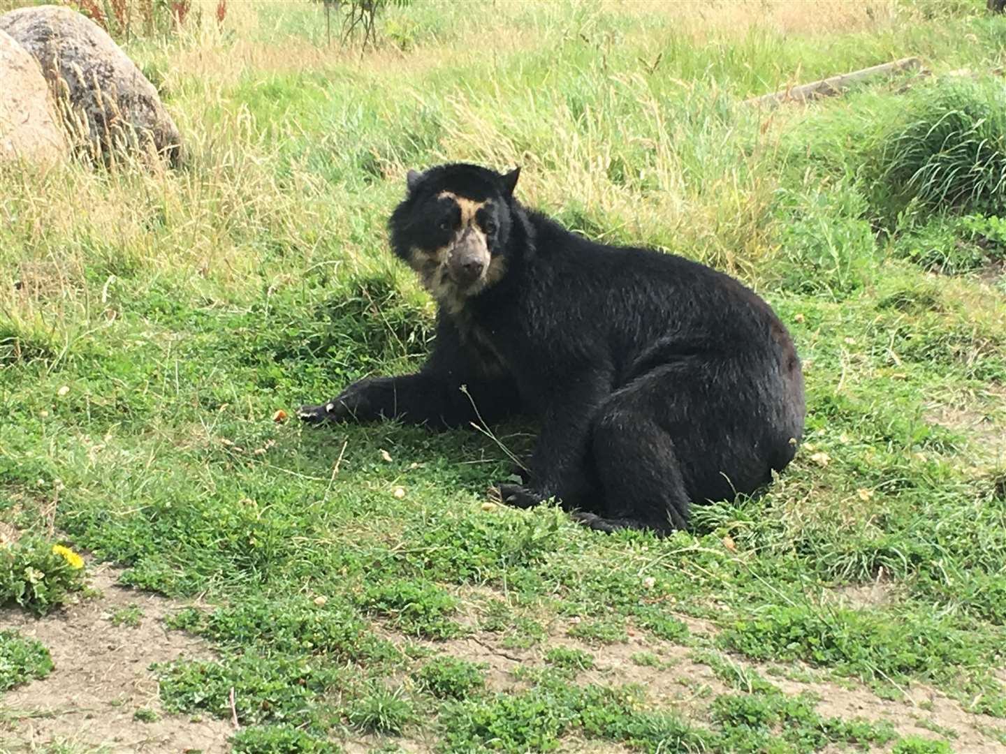 A spectacled bear at Port Lympne was among the five animals to escape their enclosures in as many months, a report has revealed