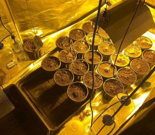 Cannabis plants found at Moulder's home. Picture provided by Kent Police