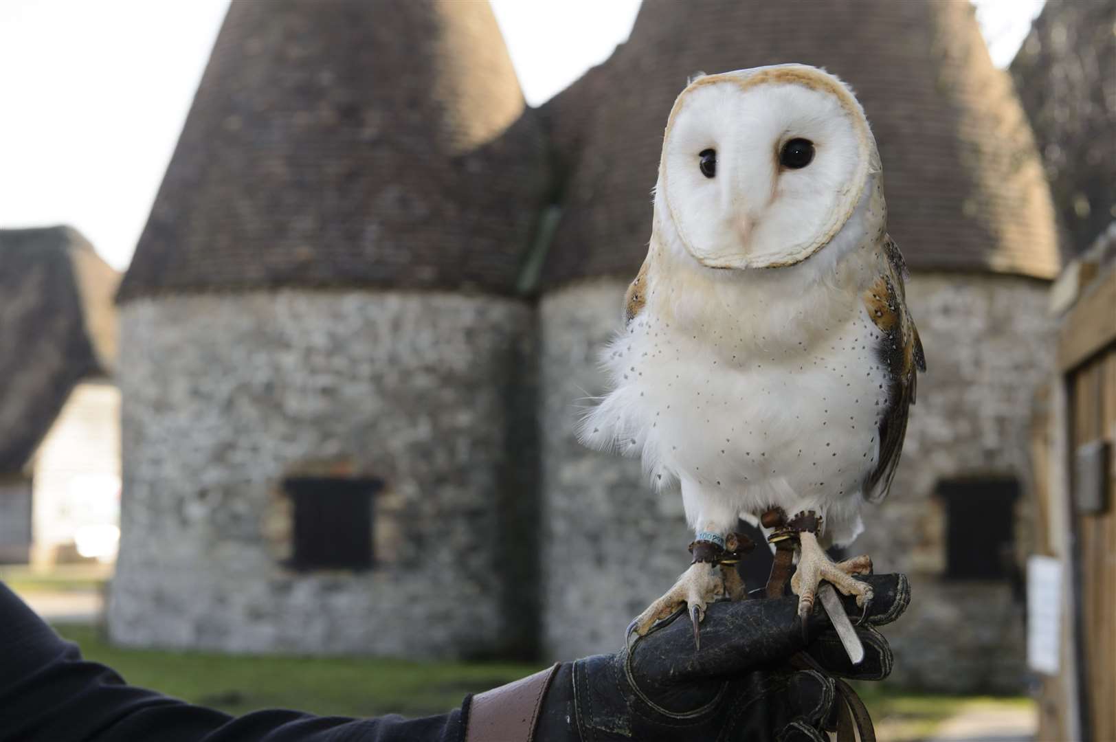 There are owls and meerjats at the site in Sandling