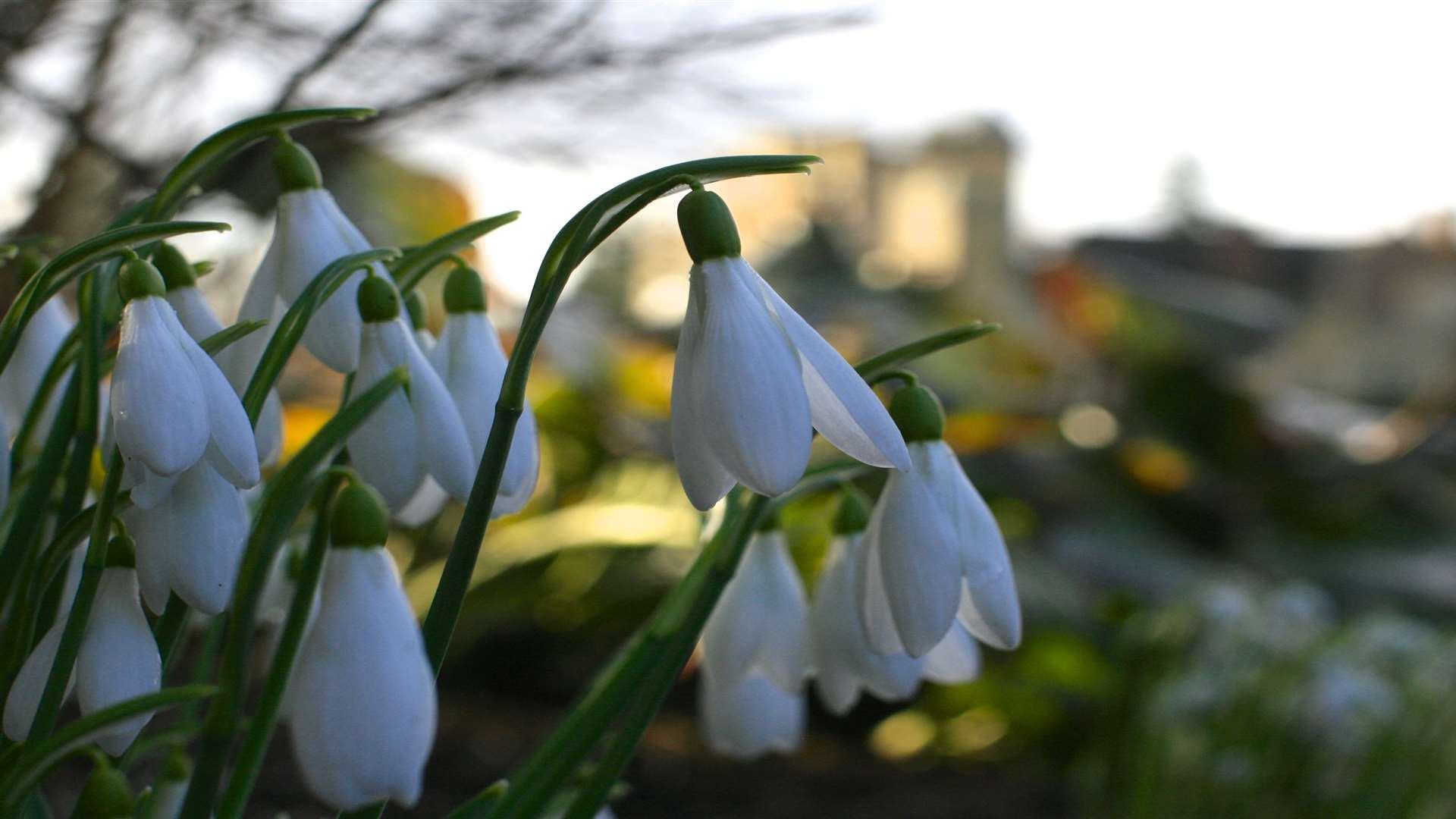Hail the snowdrop, the pint-sized dazzler of late winter