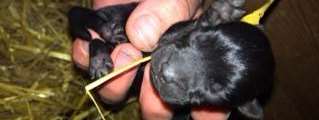 Now in safe hands, a new-born little black puppy was among those rescued