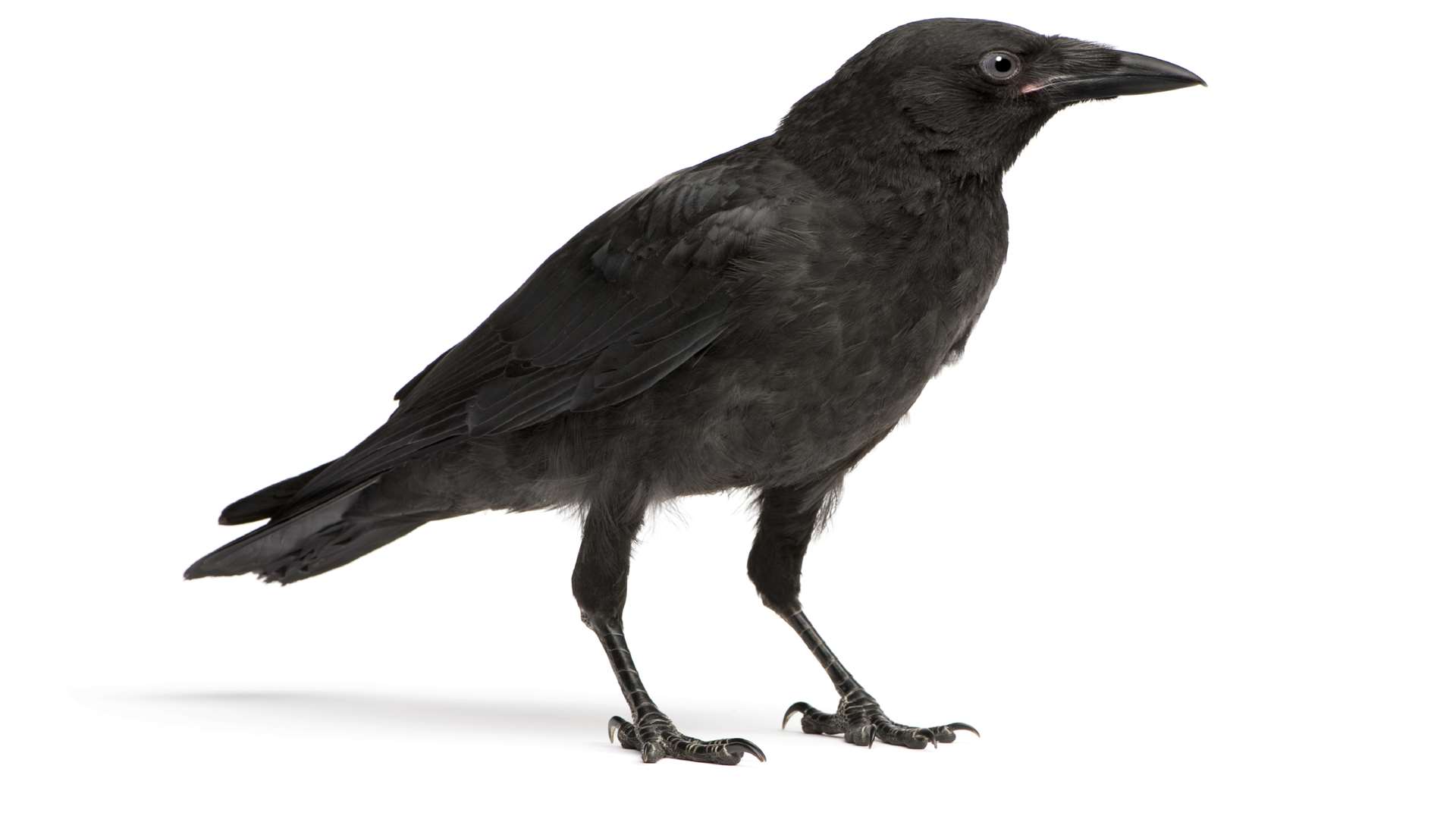 Crows appeared "lethargic" after eating seeds.