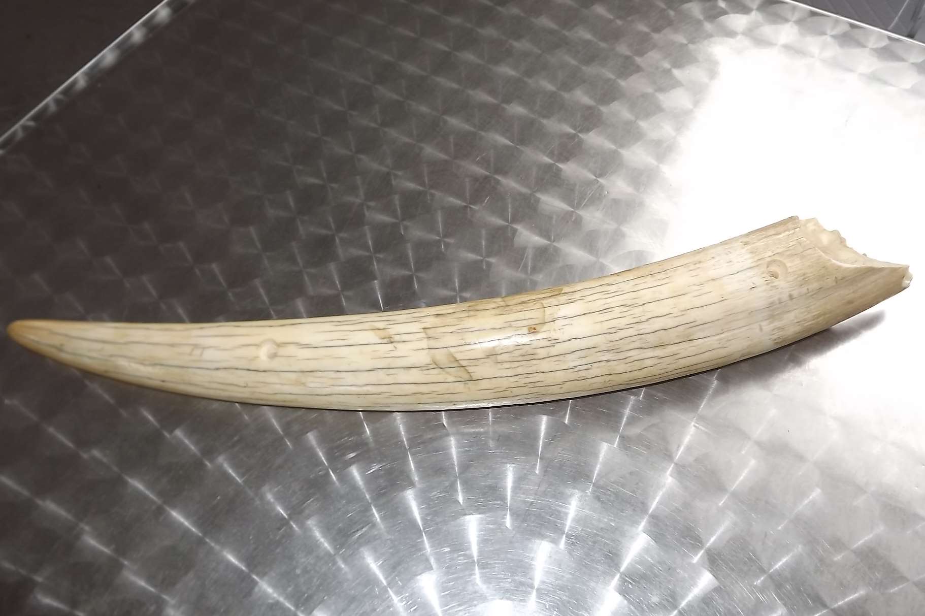 An elephant tusk stolen from Wingham Wildlife Park