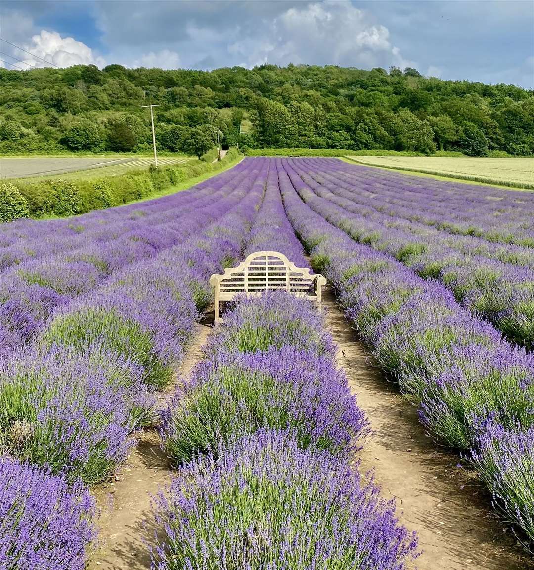The lavender bench at Castle Farm