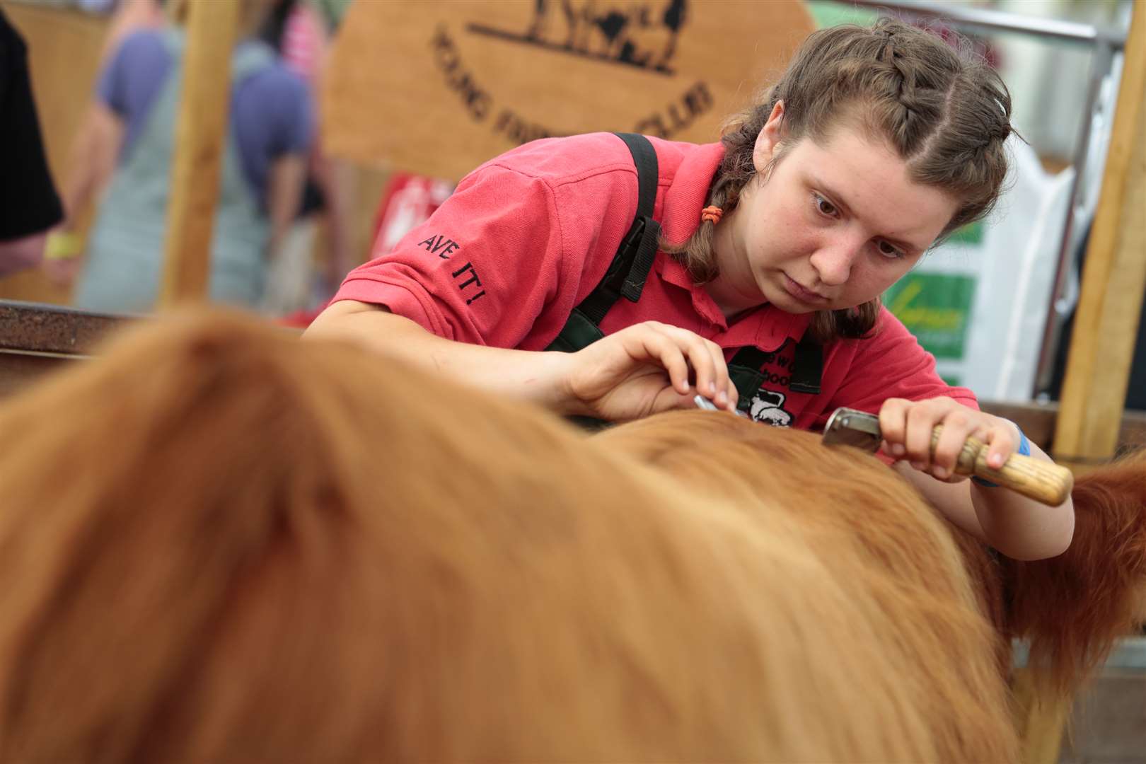 Young farmer Daisy Fermore prepares her animal as last year's show