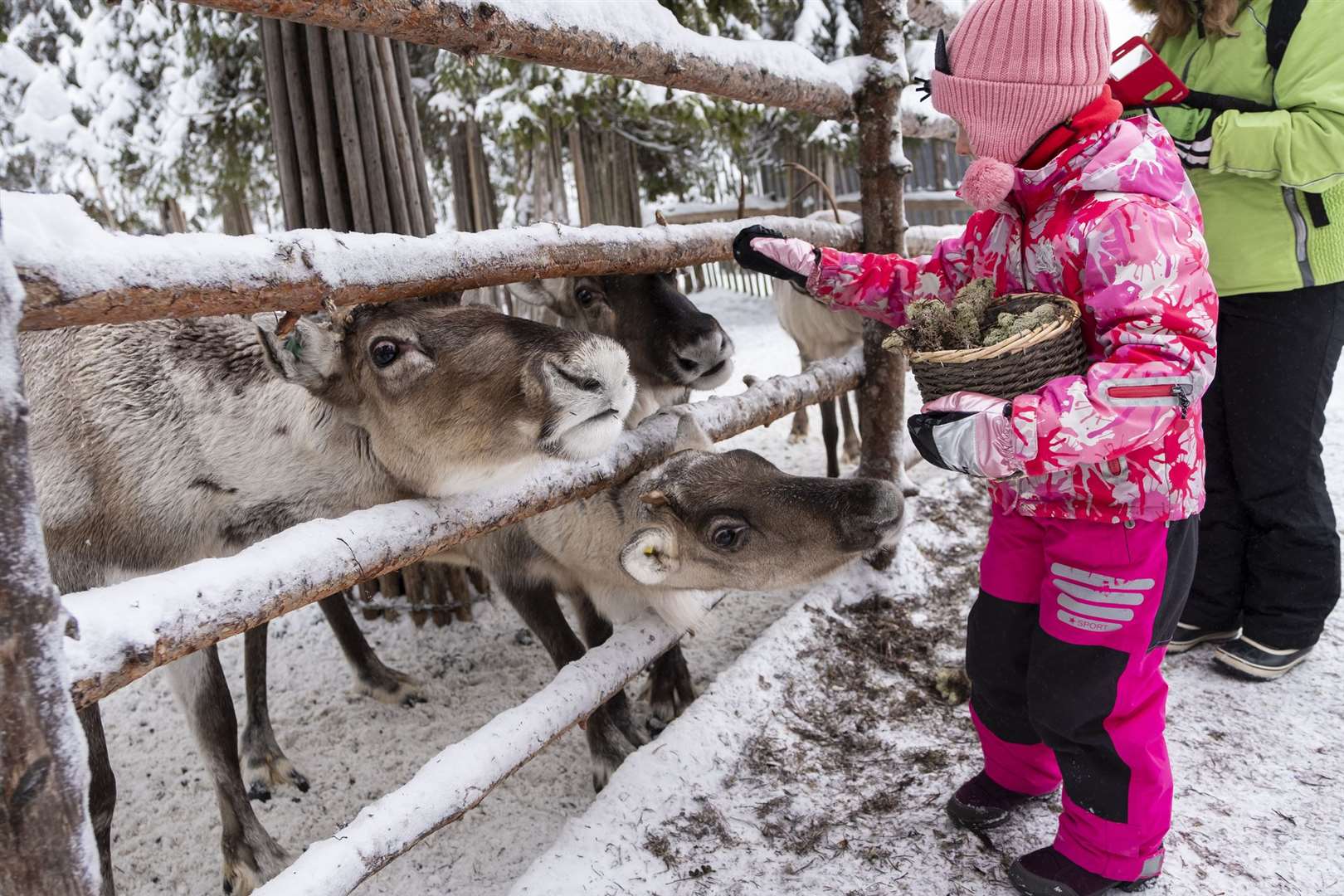 Take the family on a festive day out to meet Santa's reindeer. Picture: iStock
