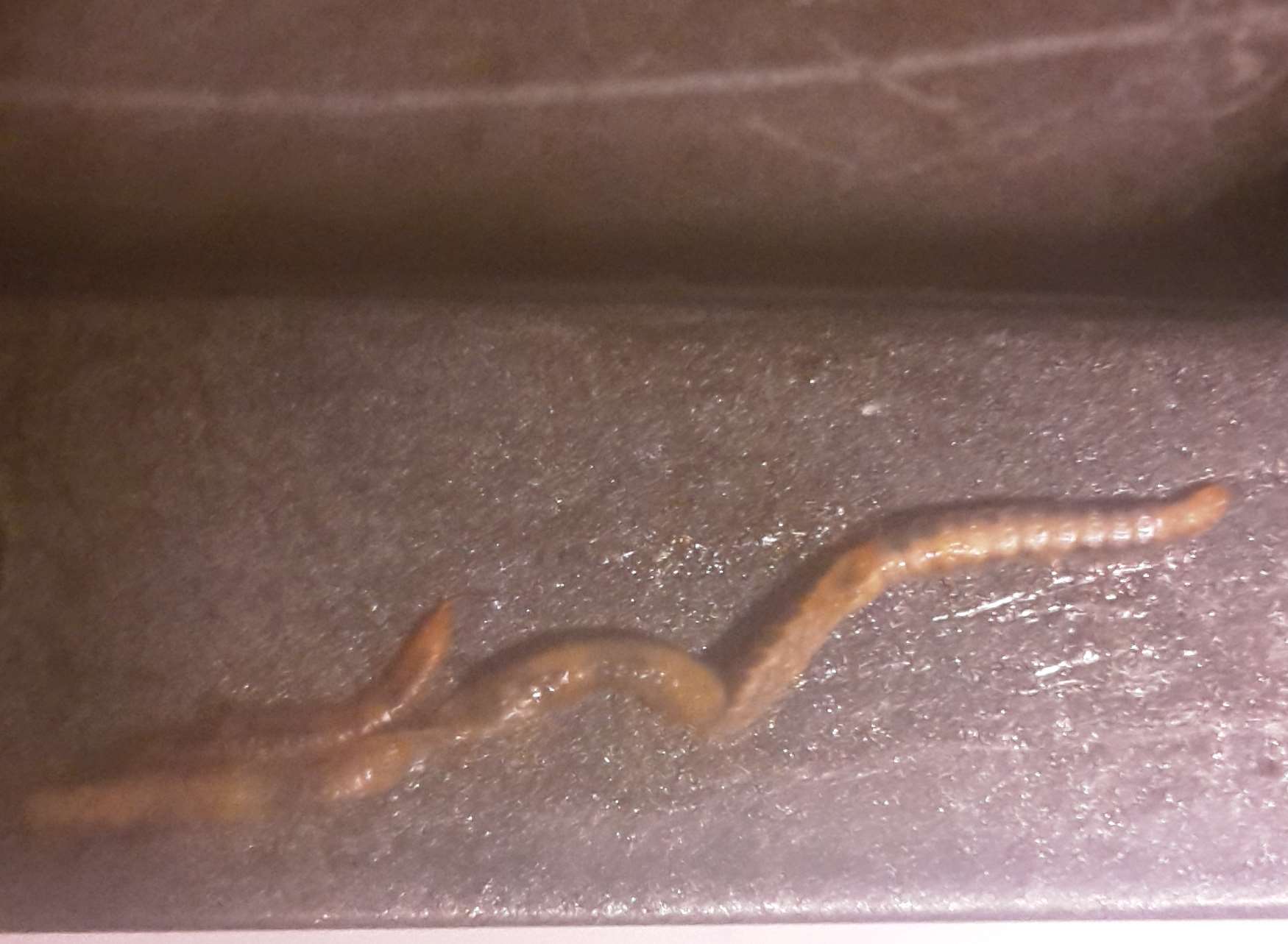 Zoe Connell found this worm in a packet of ribs she bought at Sainsbury's in Chatham