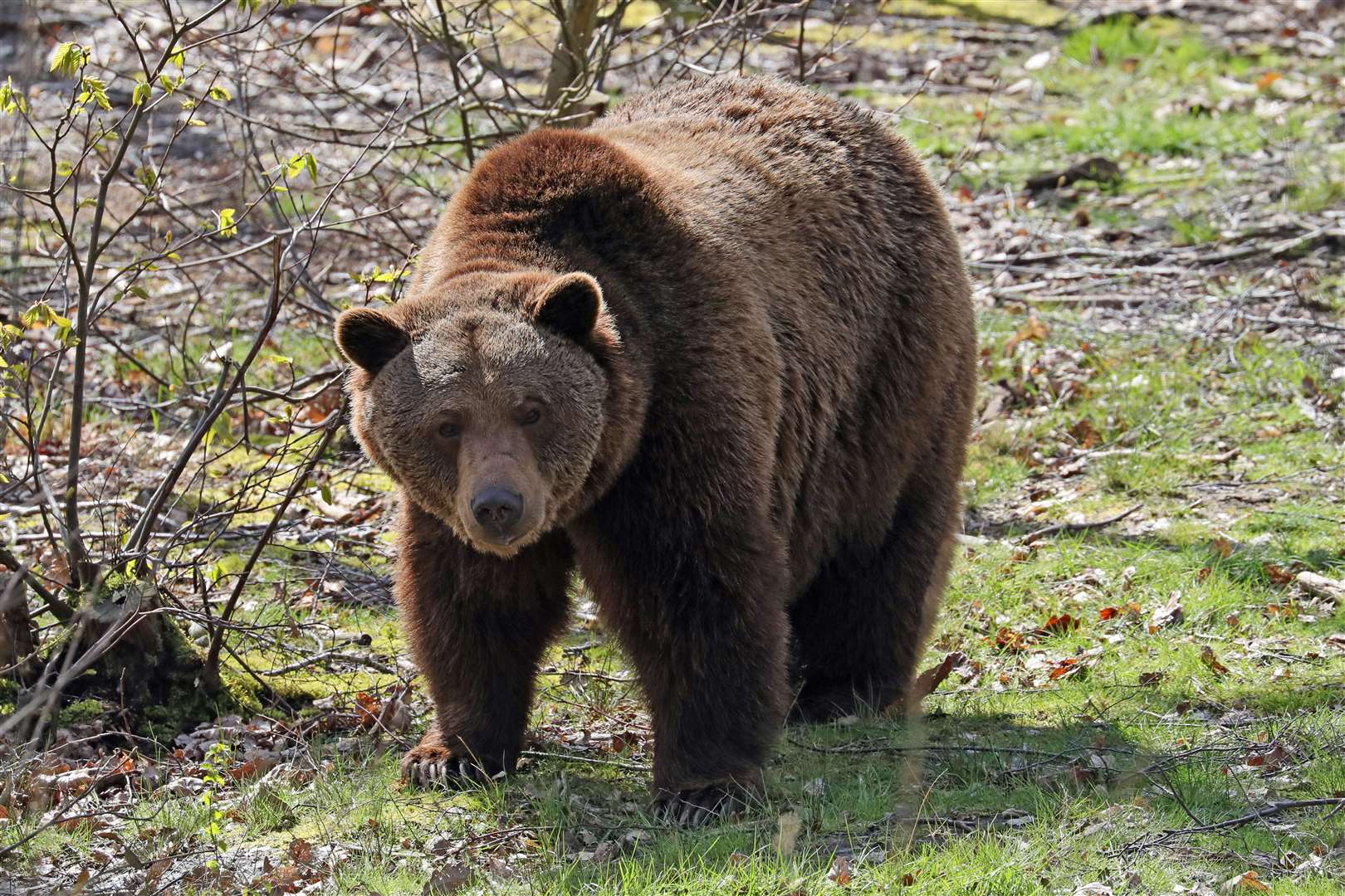 The bears have been at the Kent park for five years
