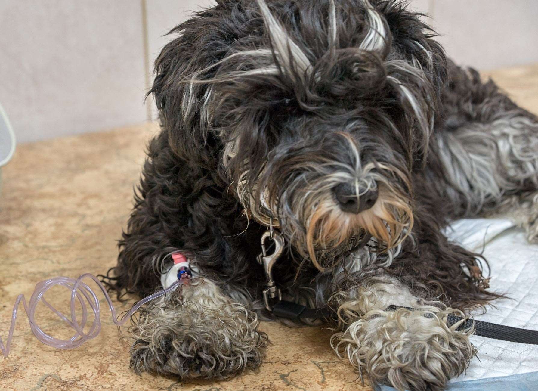 The RSPCA says it needs to focus on sick, injured or mis-treated animals. Photo: iStock.
