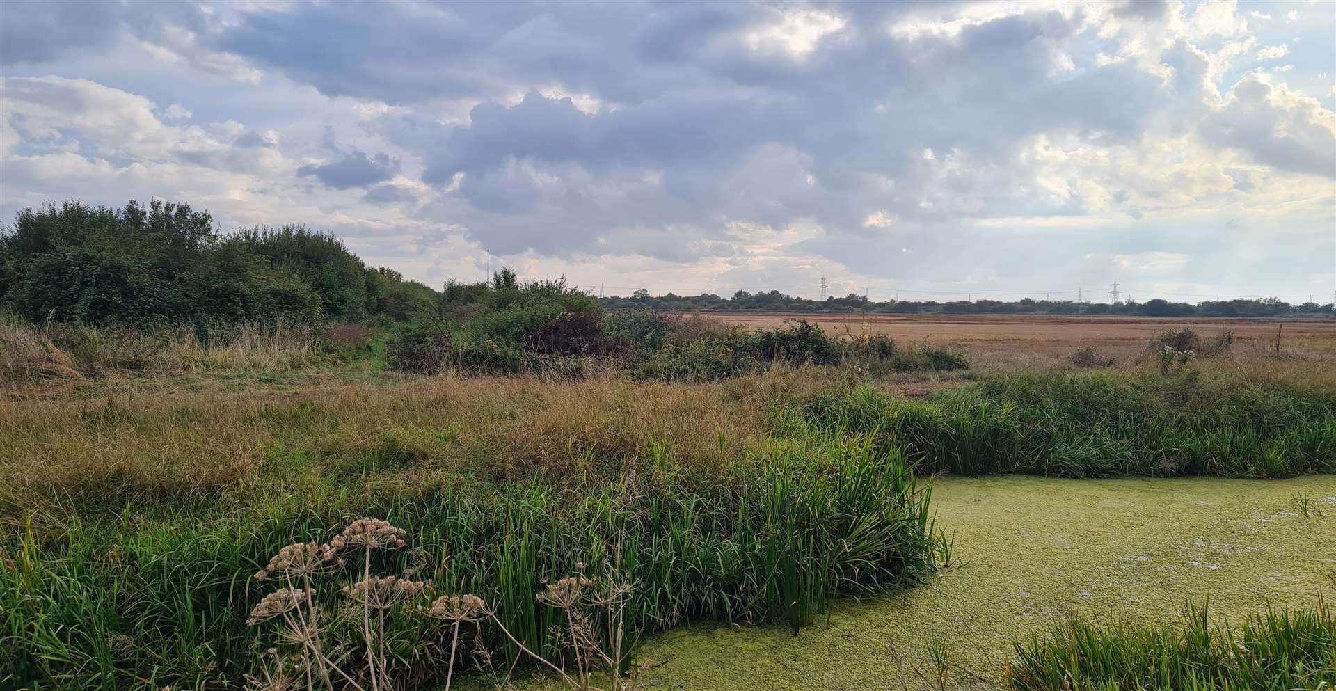 Minster marshes are a precious refuge for wildlife